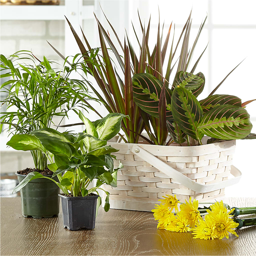 Florist Designed Blooming and Green Plants in a Basket – KEITH'S FLOWER SHOP, Mount Gilead OH