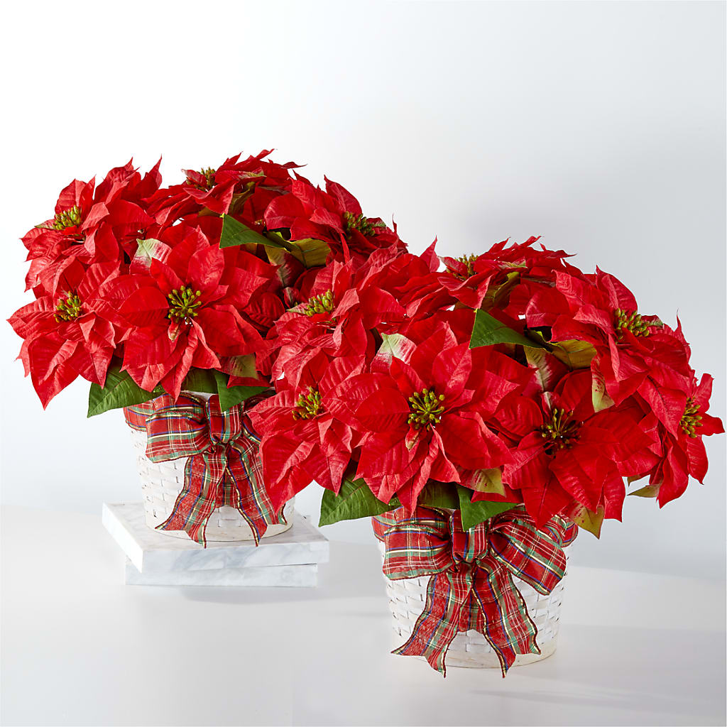 Happiest Holidays Poinsettia Bundle – KEITH'S FLOWER SHOP, Mount Gilead OH