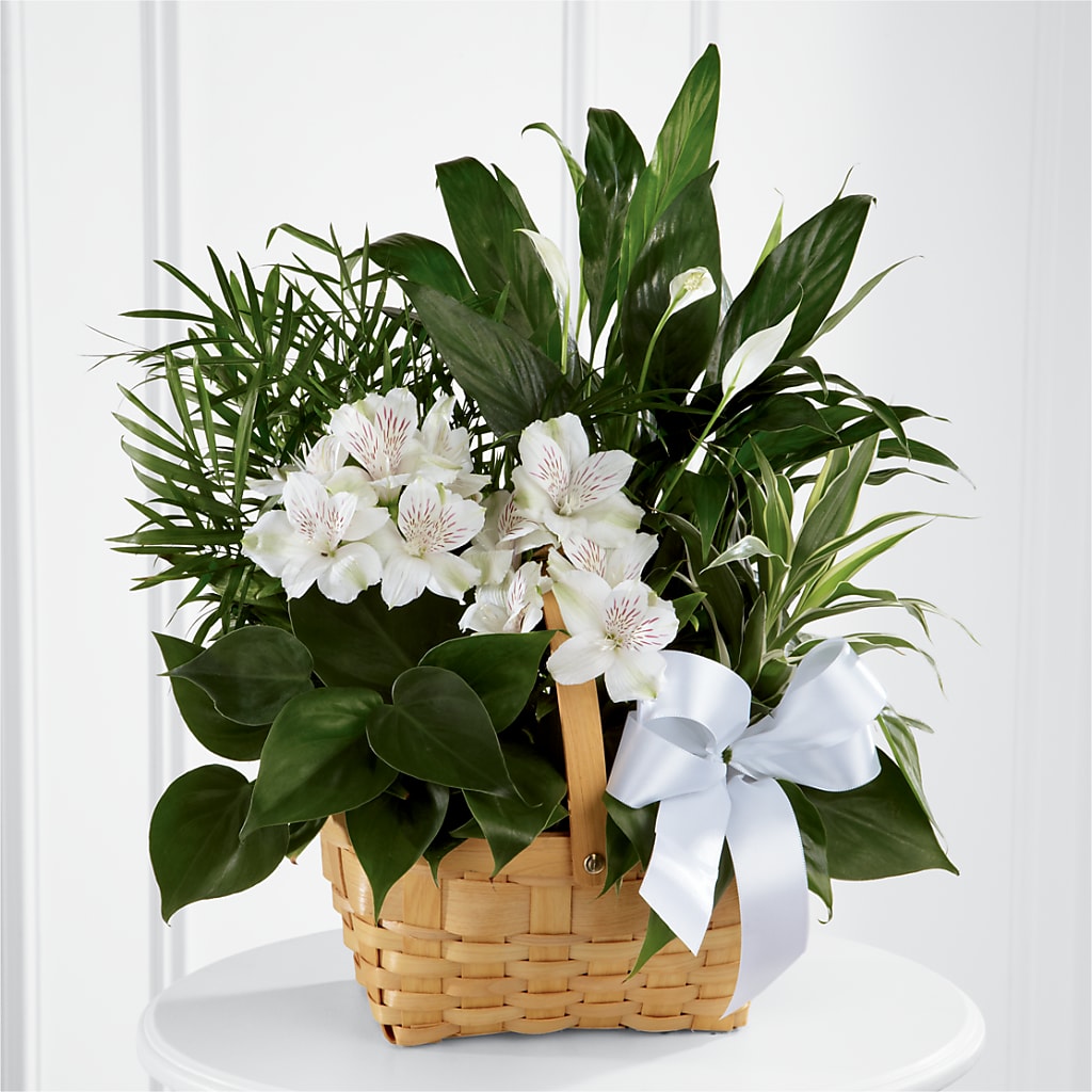 Peace & Serenity Dishgarden – KEITH'S FLOWER SHOP, Mount Gilead OH