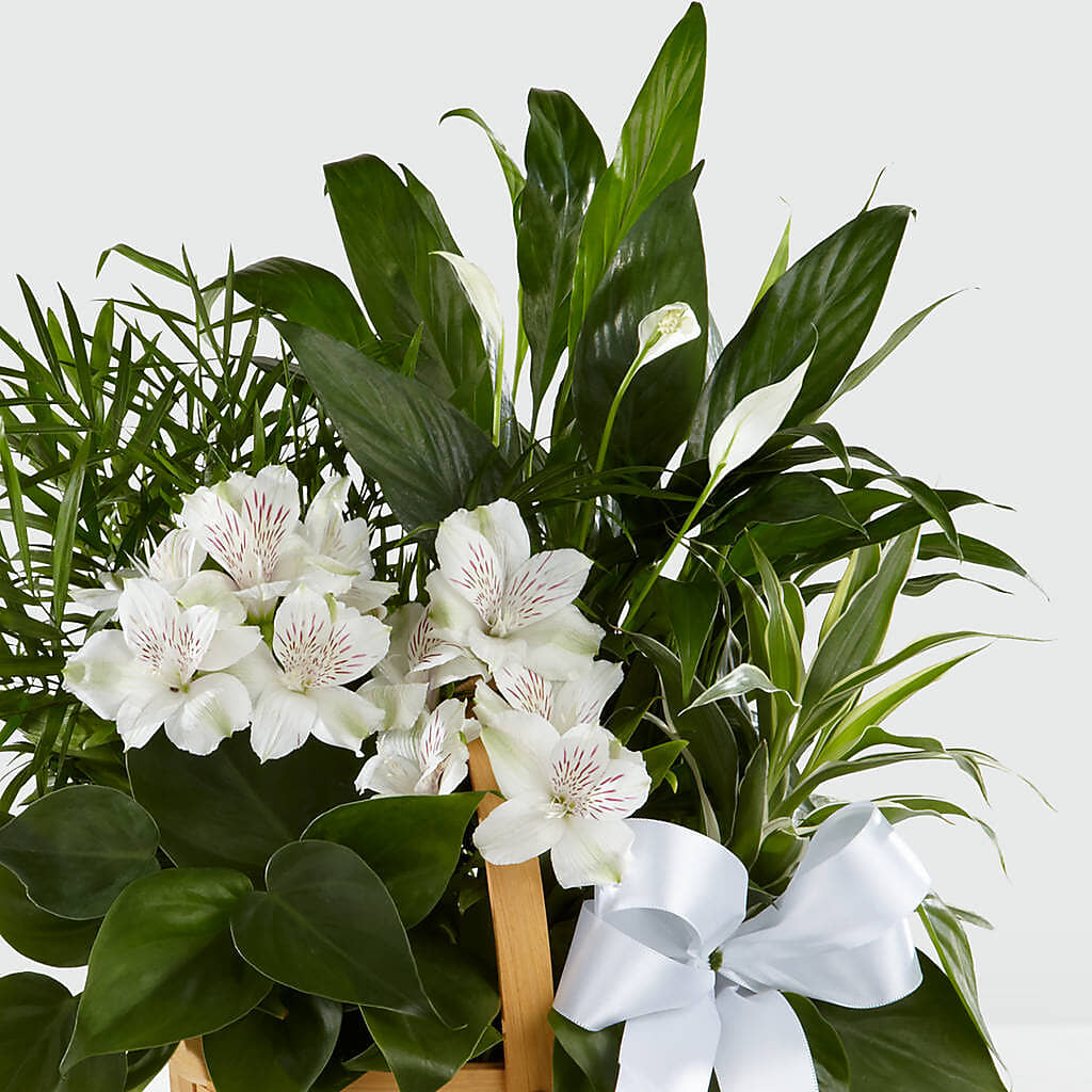 Peace & Serenity Dishgarden – KEITH'S FLOWER SHOP, Mount Gilead OH