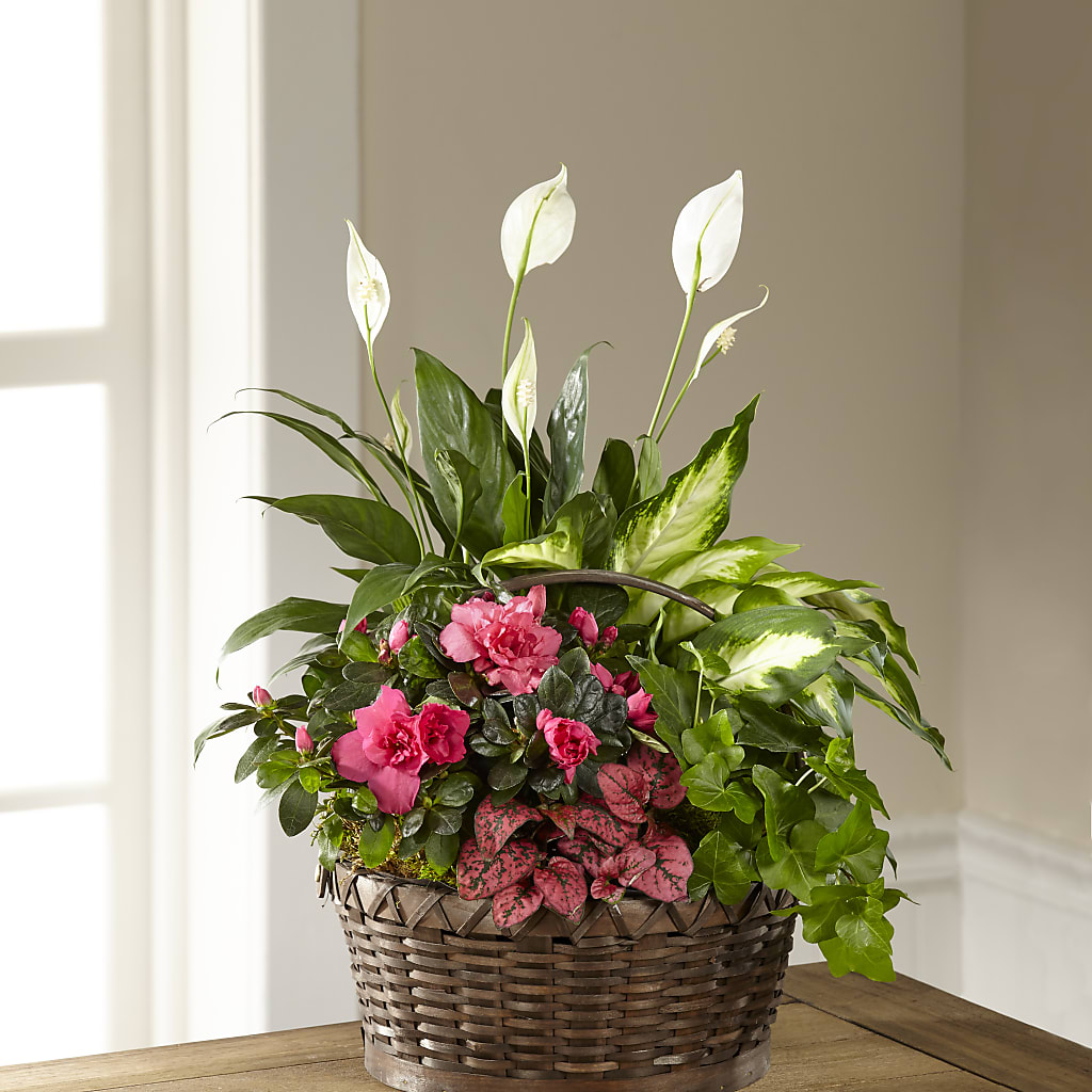 Dream in Pink Dishgarden – KEITH'S FLOWER SHOP, Mount Gilead OH