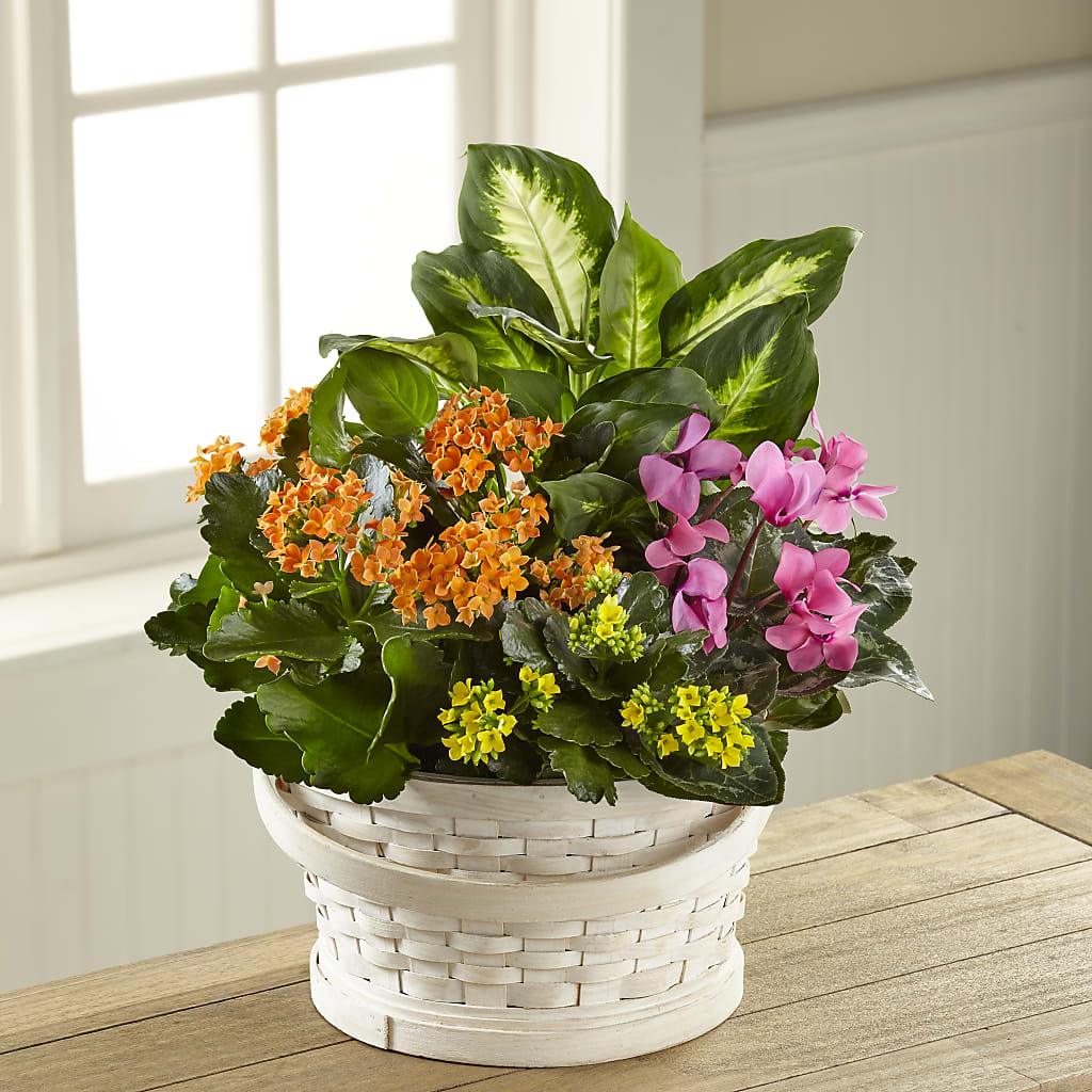 Color Crush Dishgarden – KEITH'S FLOWER SHOP, Mount Gilead OH