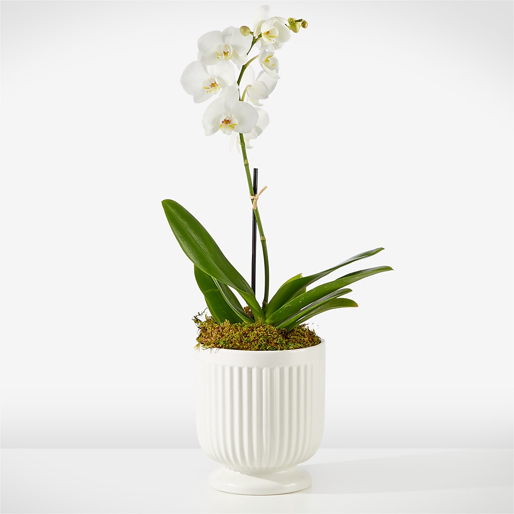 Whispering White Orchid – KEITH'S FLOWER SHOP, Mount Gilead OH