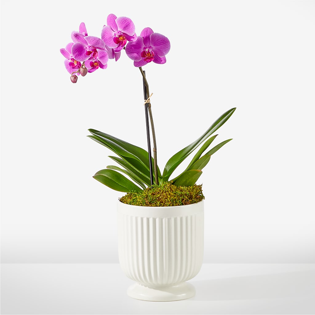 Friendly Fuchsia Orchid – KEITH'S FLOWER SHOP, Mount Gilead OH