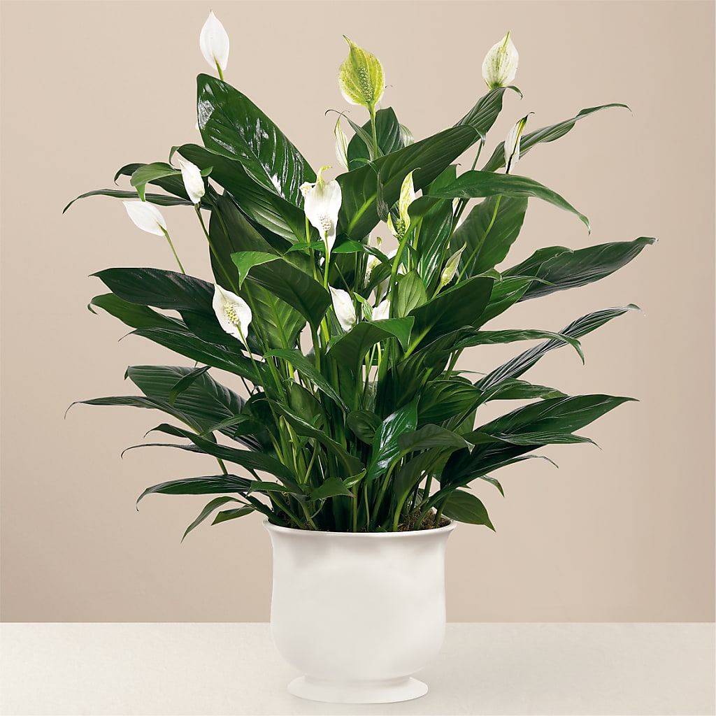 Comfort Planter – KEITH'S FLOWER SHOP, Mount Gilead OH