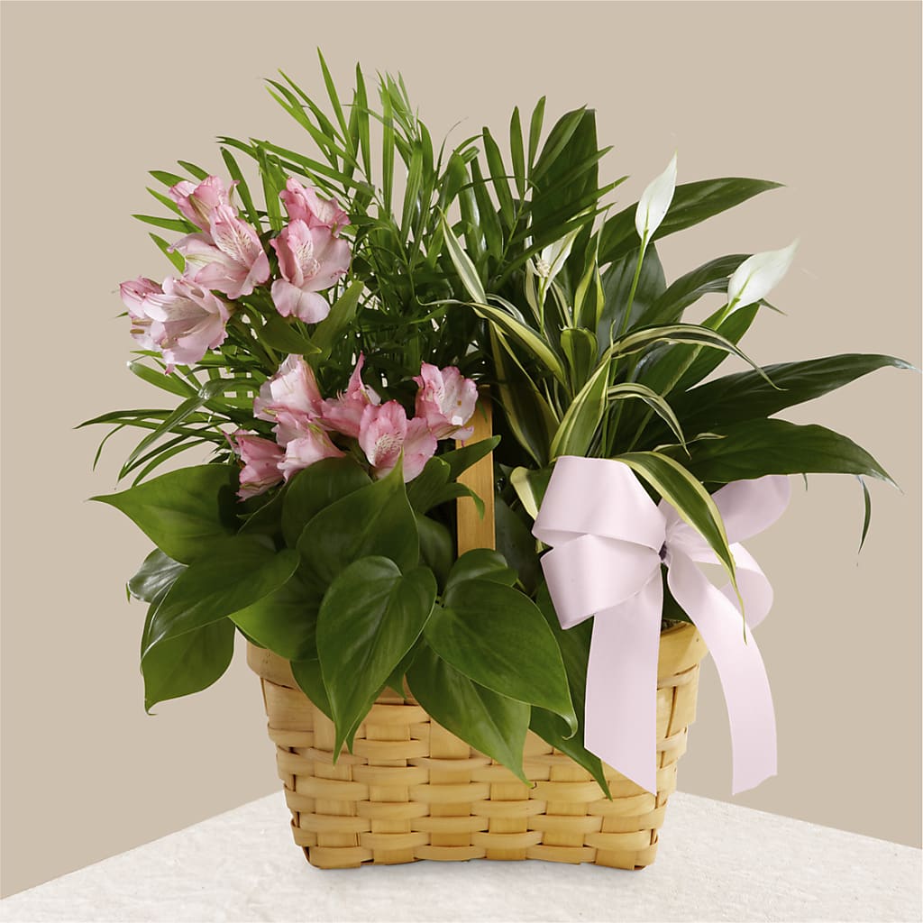 Living Spirit Dishgarden – KEITH'S FLOWER SHOP, Mount Gilead OH