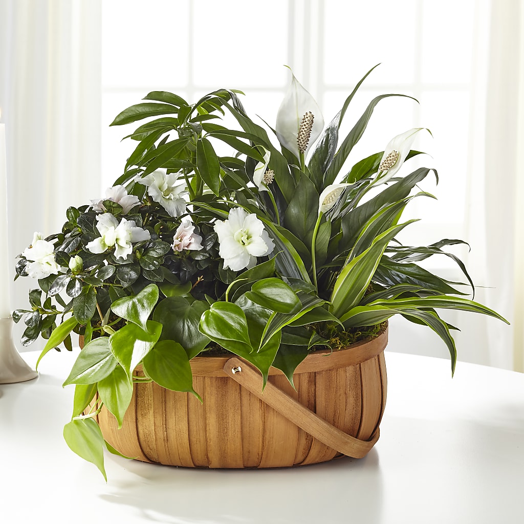Serene Dishgarden – KEITH'S FLOWER SHOP, Mount Gilead OH
