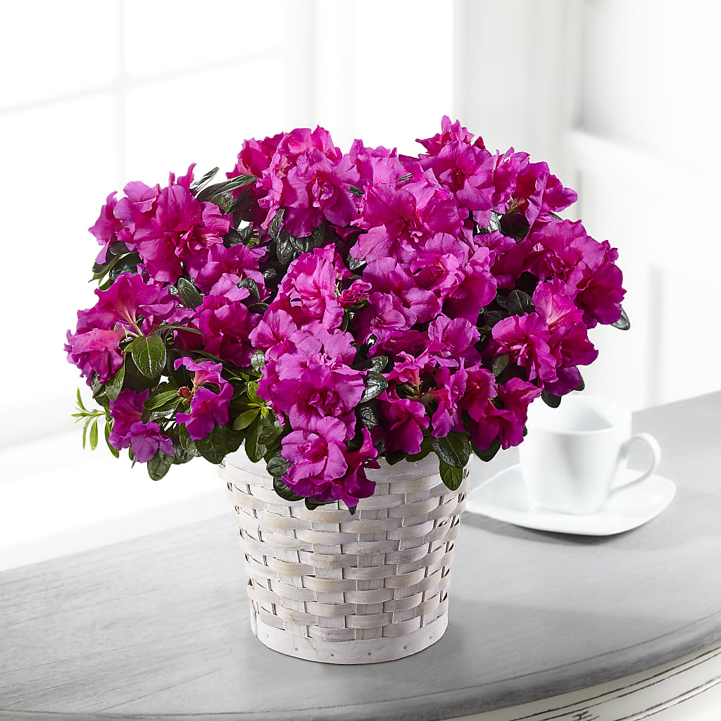 Hope & Serenity Azalea Plant – KEITH'S FLOWER SHOP, Mount Gilead OH