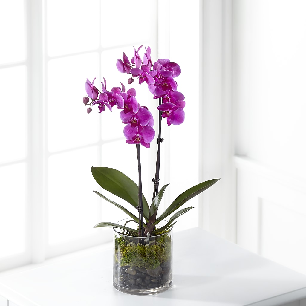 Pink Orchid Plant – KEITH'S FLOWER SHOP, Mount Gilead OH