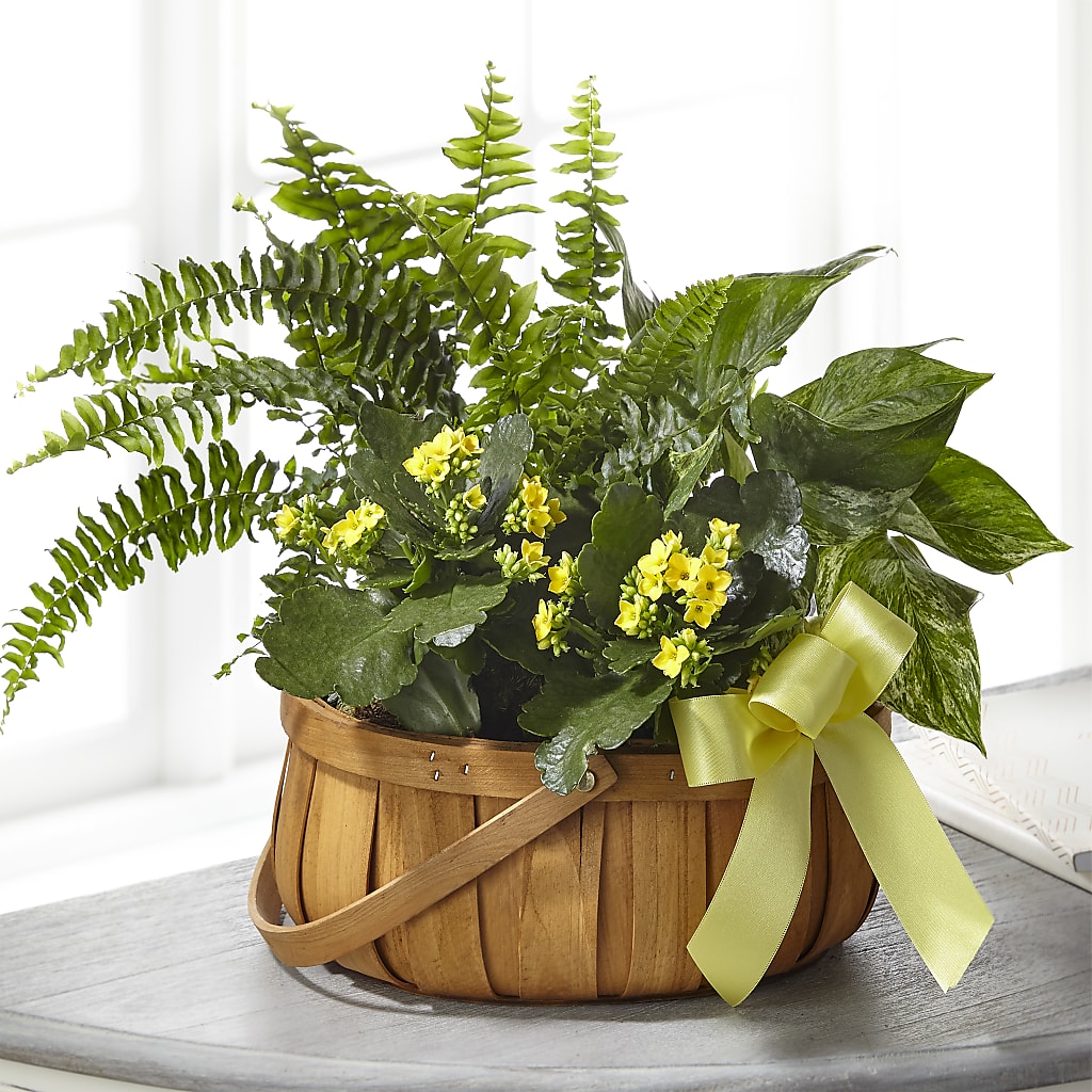 Always Dear Dishgarden – KEITH'S FLOWER SHOP, Mount Gilead OH