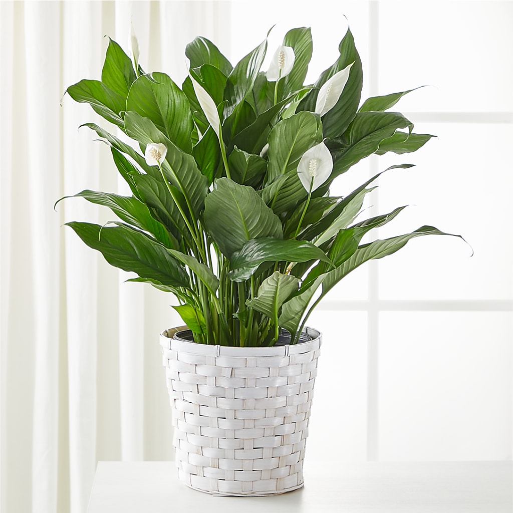 A New Leaf Peace Lily – KEITH'S FLOWER SHOP, Mount Gilead OH