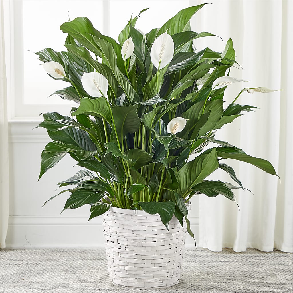 A New Leaf Peace Lily – KEITH'S FLOWER SHOP, Mount Gilead OH