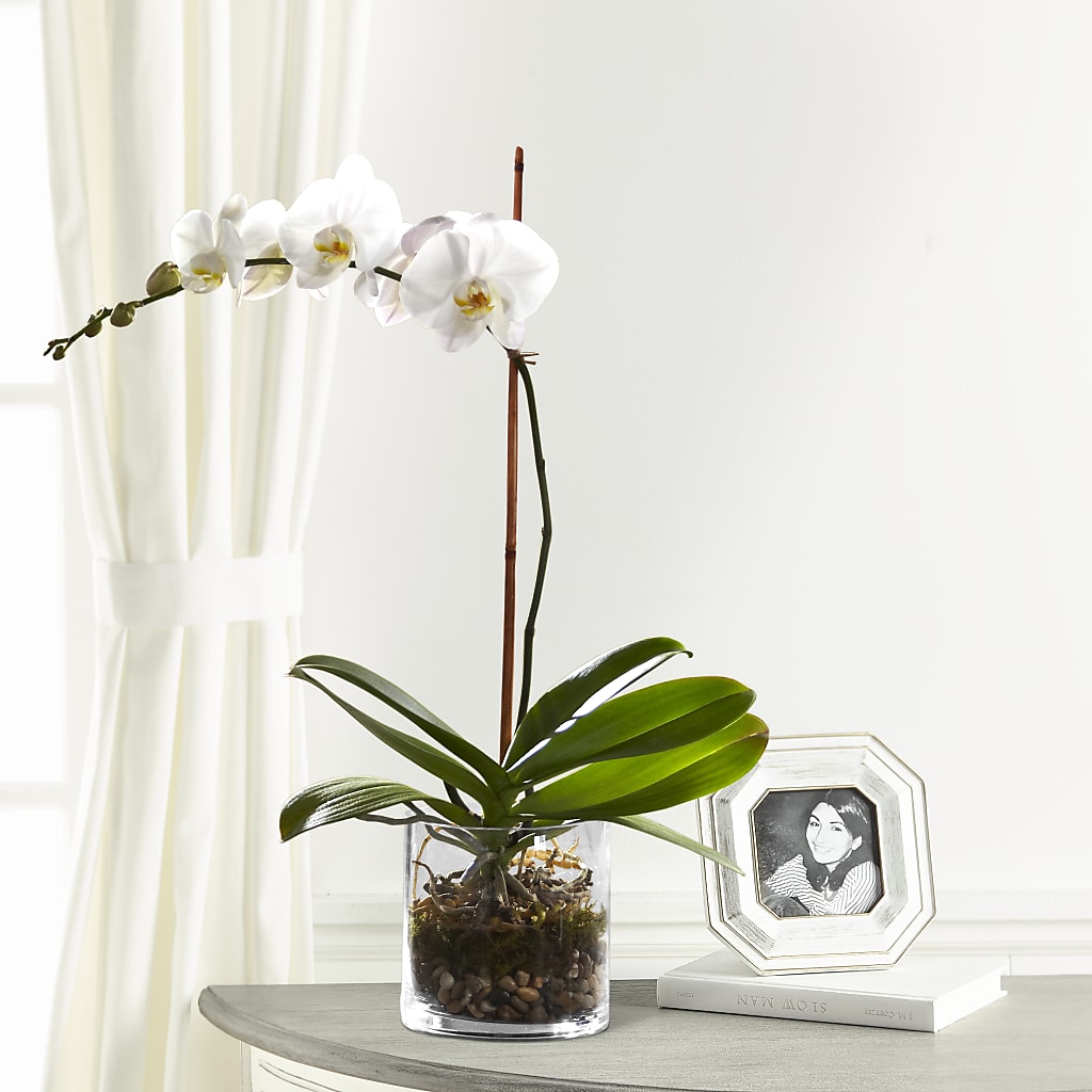 White Orchid Planter – KEITH'S FLOWER SHOP, Mount Gilead OH