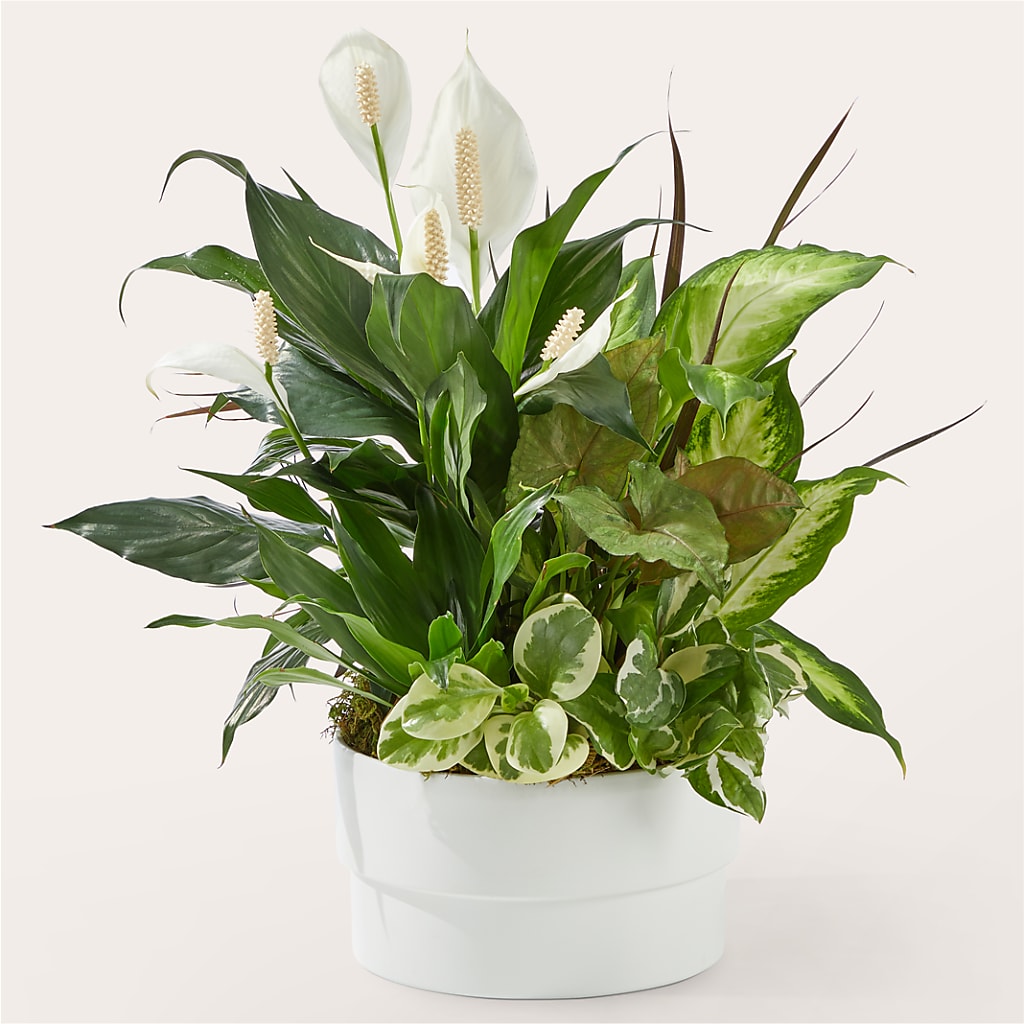 Radiating Positivity Dishgarden – KEITH'S FLOWER SHOP, Mount Gilead OH