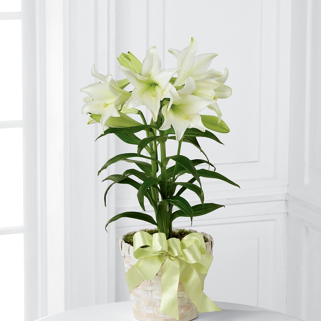 Easter Lily Plant – KEITH'S FLOWER SHOP, Mount Gilead OH
