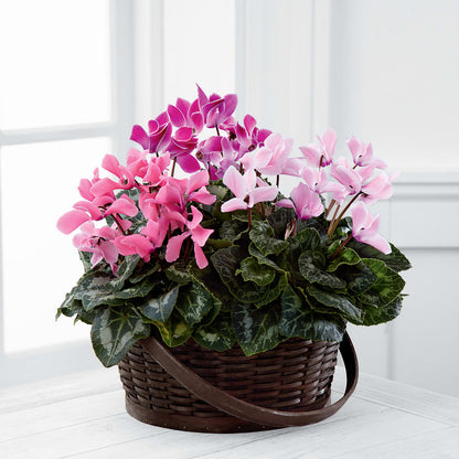 Mixed Cyclamen Planter – KEITH'S FLOWER SHOP, Mount Gilead OH