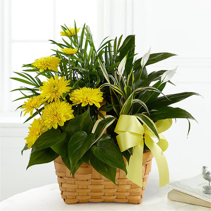 Loving Light Dishgarden – KEITH'S FLOWER SHOP, Mount Gilead OH