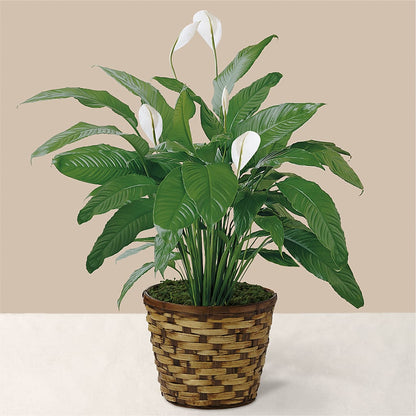 Tranquil Moments Peace Lily Plant – KEITH'S FLOWER SHOP, Mount Gilead OH