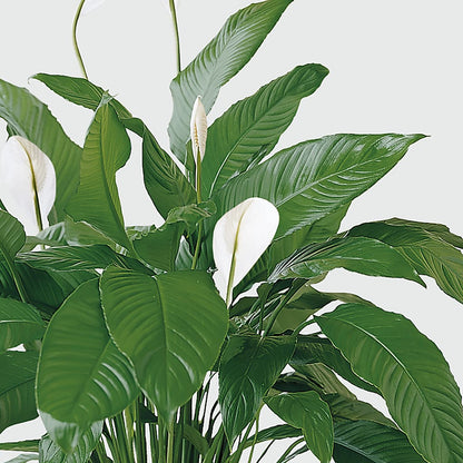 Tranquil Moments Peace Lily Plant – KEITH'S FLOWER SHOP, Mount Gilead OH