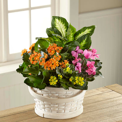 Color Crush Dishgarden – KEITH'S FLOWER SHOP, Mount Gilead OH