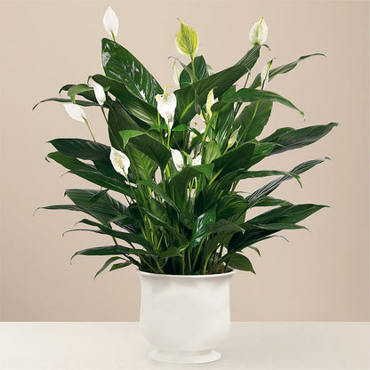 Comfort Planter – KEITH'S FLOWER SHOP, Mount Gilead OH
