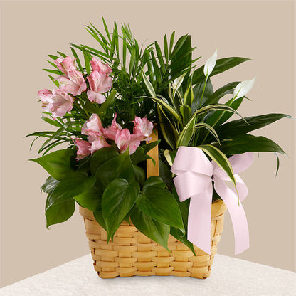 Living Spirit Dishgarden – KEITH'S FLOWER SHOP, Mount Gilead OH