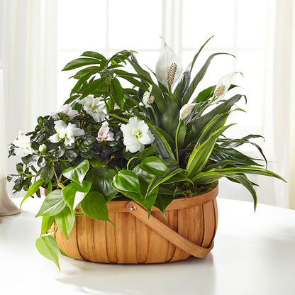 Serene Dishgarden – KEITH'S FLOWER SHOP, Mount Gilead OH
