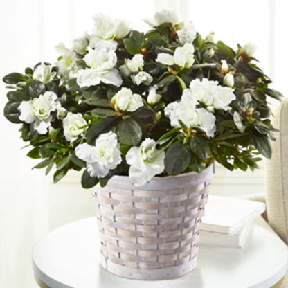 White Azalea Plant – KEITH'S FLOWER SHOP, Mount Gilead OH