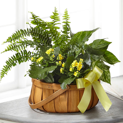 Always Dear Dishgarden – KEITH'S FLOWER SHOP, Mount Gilead OH