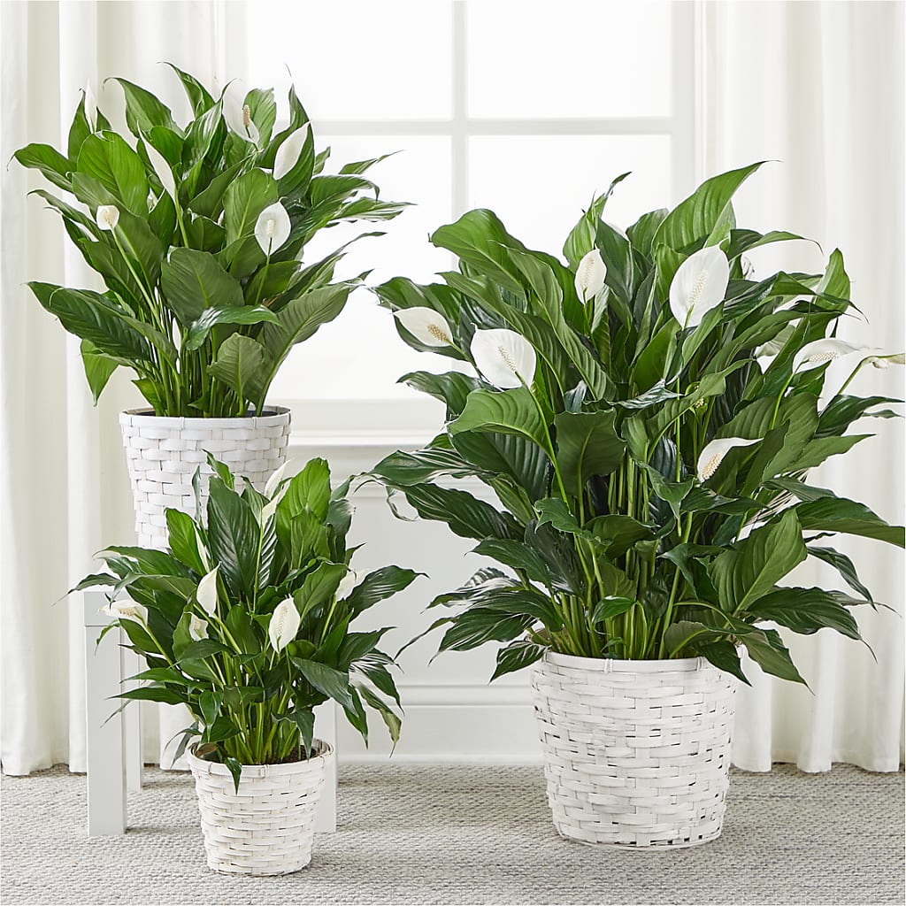 A New Leaf Peace Lily – KEITH'S FLOWER SHOP, Mount Gilead OH