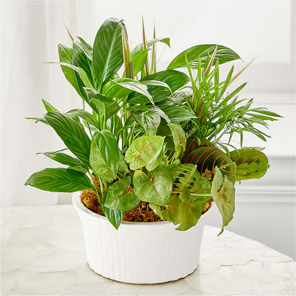 Balance & Harmony Dishgarden – KEITH'S FLOWER SHOP, Mount Gilead OH