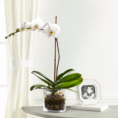 White Orchid Planter – KEITH'S FLOWER SHOP, Mount Gilead OH
