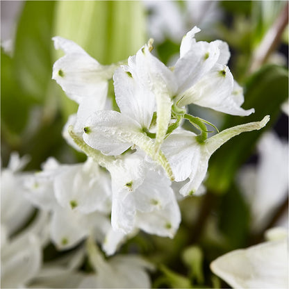 Classic Ivory – A Florist Original – KEITH'S FLOWER SHOP, Mount Gilead OH